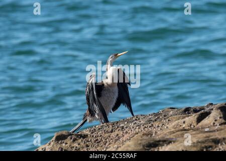 Australian Darter trocknet Flügel nach dem Tauchen für Fische Stockfoto