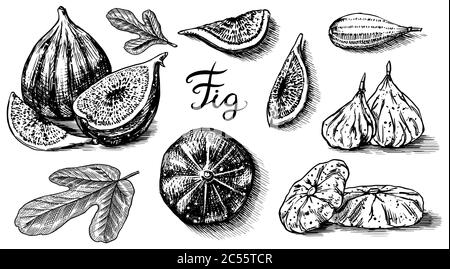 Set mit frischen Feigen. Detox-Gewürz. Getrocknete Früchte, Stücke schneiden. Laub, Pflanze und Zweig. Vektor gravierte handgezeichnete Skizze für Etikett, Poster oder Menü. Stock Vektor