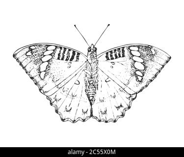 Schmetterling oder wilde Motten Insekten. Weiblicher grüner Herzog. Mystisches Symbol oder entomologisch der Freiheit. Handgezeichnete Vintage-Skizze für Hochzeitskarte Stock Vektor