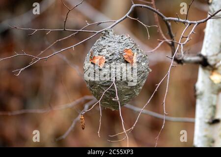 Ein großes, rundes Wespennest oder Hornissennest, das an mehreren kleinen Ästen in einem Baum hängt. Die gestreiften, grau strukturierten Schichten aus Holzmaterial haben eine Kugel geformt Stockfoto