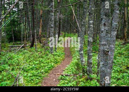 Ein Fußweg durch ein Waldgebiet. Die Baumstämme sind Nadelbäume mit Farnen entlang des Waldbodes. Der Wanderweg ist ein natürlich abgenutzter Weg. Stockfoto