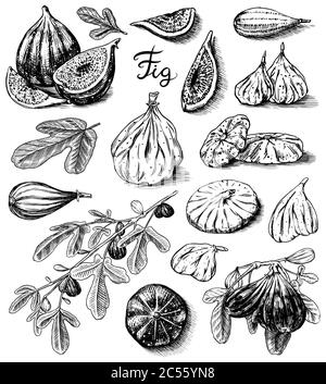 Set mit frischen Feigen. Detox-Gewürz. Getrocknete Früchte, Stücke schneiden. Laub, Pflanze und Zweig. Vektor gravierte handgezeichnete Skizze für Etikett, Poster oder Menü. Stock Vektor