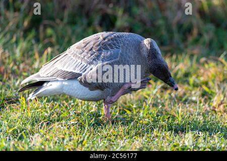 Eine wilde pinkfarbene Gänse steht auf einem Grasfeld, die Sonne scheint auf ihrem Körper. Die Gans hat eine braune gefiederte Brust mit schwarzem und weißem Schwanz. Stockfoto
