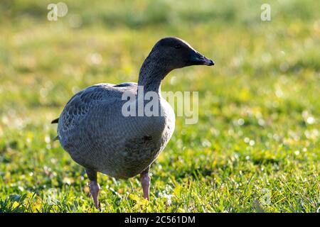 Eine wilde, rosa Fußgänse steht auf einem Grasfeld, die Sonne scheint auf ihrem Körper. Stockfoto