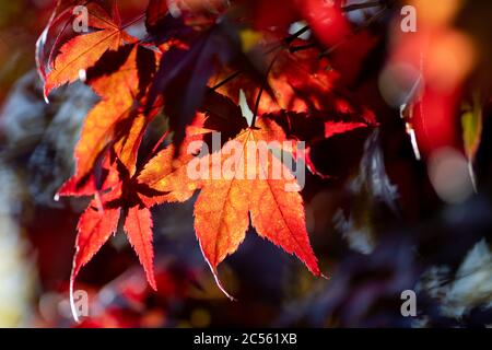 Leuchtend rote Herbstblätter mit der Sonne scheint durch sie. Die Blätter sind von einem roten Ahornbaum. Stockfoto