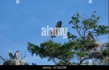 In einer Saatkrähenkolonie in Stoney Lake, Ontario, beobachten mehrere Jungreiher in zwei separaten Nestern, wie sich ein ausgewachsener Reiher im Flug auf das Land vorbereitet. Stockfoto