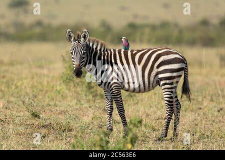 Horizontale Ansicht eines kleinen Baby-Zebras mit einem Fliederreiher auf dem Rücken in Masai Mara Kenia Stockfoto