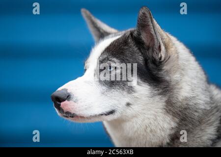 Eine Nahaufnahme von reiner Rasse sibirischen Husky mit einem tiefblauen Hintergrund. Der Hund hat ein weißes, graues und schwarzes Fell. Stockfoto