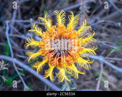 Banksia Blume von oben gesehen Stockfoto