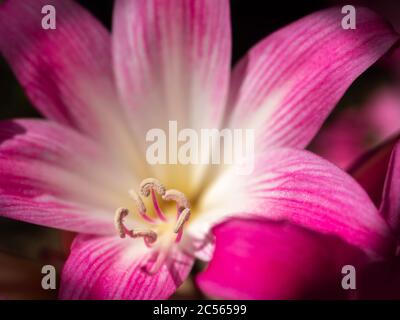 Rosa Belladonna Lilie blüht im Garten Stockfoto