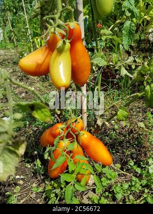 Flasche Tomaten im Gartenbett Stockfoto