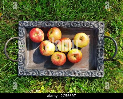 Äpfel auf Holztablett im Gras Stockfoto