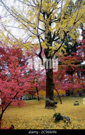 Herbstfarben im Eikando Tempel Kyoto, Japan. Eikando ist ein Tempel, der im Herbst für seine brillante Laubfärbung berühmt ist Stockfoto