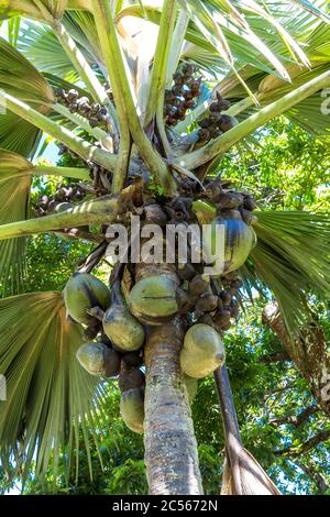 Die endemische Seychellen Palme Coco de Mer, der größte Samen der Welt, botanischen Garten, Victoria, Mahé Island, Seychellen, Indischer Ozean, Afrika Stockfoto