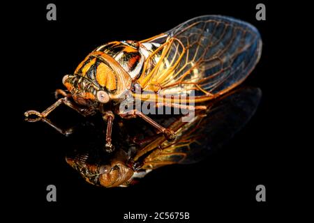 bush cicada oder Riese Grasland cicada - Megatibicen dorsatus - auf schwarzem Hintergrund Nahaufnahme Stockfoto