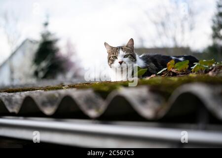 Hauskatze ruht auf dem Dach eines Schuppen im Garten Stockfoto