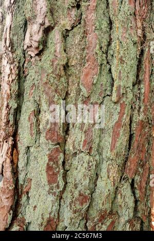 Baumrinde eine Lärche, Kastel-Staadt, Rheinland-Pfalz, Deutschland Stockfoto