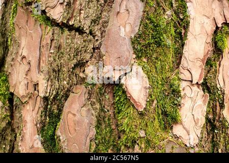 Baumrinde einer Lärche, Kastel-Staadt, Rheinland-Pfalz, Deutschland Stockfoto