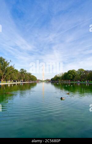 Vögel schwimmen im Lincoln Memorial Reflecting Pool, gelegen in der National Mall, Washington, DC, USA Stockfoto