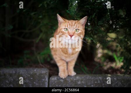 Gestromte Rotginger Katze unter einem Nadelbaum stehend und neugierig auf die Kamera schauend Stockfoto