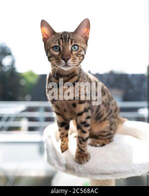 Porträt einer schönen jungen bengalkatze, die auf einem Kratzbaum vor dem Fenster sitzt und die Kamera anschaut Stockfoto