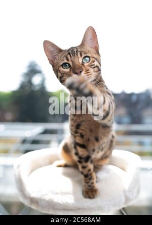 Porträt einer verspielten jungen bengalkatze, die auf einem Kratzbaum vor dem Fenster sitzt und die Kamera anschaut, die die Pfote hebt Stockfoto