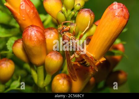 texas Papierwespe - Polistes apaches fuscatus texanus - , Apache Wespe, auf orange Trompete Weinblume Stockfoto