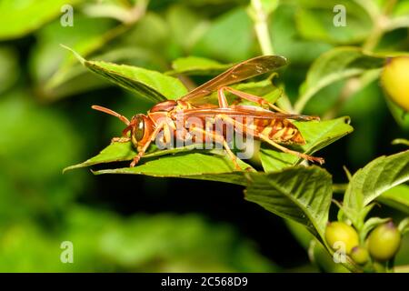 texas Papierwespe - Polistes apaches fuscatus texanus - , Apache Wespe, auf orange Trompete Weinblume Stockfoto