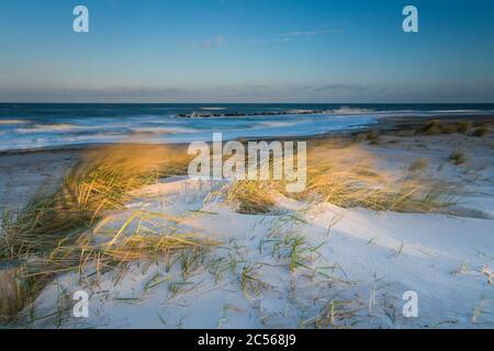 Ostseeküste mit goldgelbem Strandgras im Sonnenlicht, Winter Stockfoto