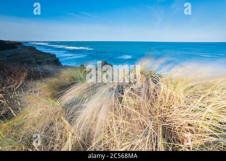 Ostseeküste mit goldgelbem Strandgras im Sonnenlicht, Winter Stockfoto