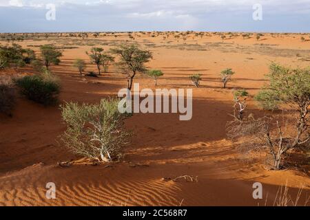 Wüstenlandschaft nahe Kalkrand, Kalahari Basin, Namibia, Kalahari Basin, Namibia Stockfoto