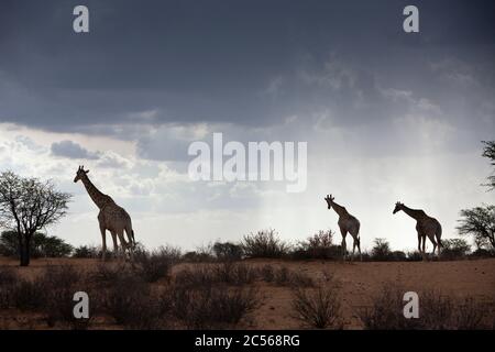 Angolanische Giraffe in der Kalahari Wüste, Giraffa giraffa angolensis, Kalahari Basin, Namibia, Giraffa giraffa angolensis, Kalahari Basin, Namibia Stockfoto