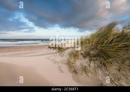 Ostseeküste mit Strandgras im Winter Stockfoto