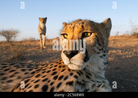 Männliche subadulte Cheetah, Acinonyx jubatus, Kalahari Basin, Namibia, Acinonyx jubatus, Kalahari Basin, Namibia Stockfoto