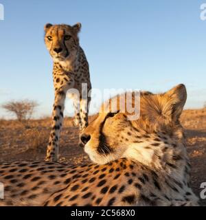 Männliche subadulte Cheetah, Acinonyx jubatus, Kalahari Basin, Namibia, Acinonyx jubatus, Kalahari Basin, Namibia Stockfoto