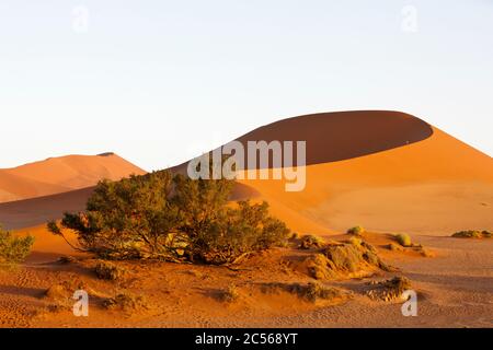 Big Mama Düne in Sossusvlei, Namib Naukluft Park, Namibia, Namib Naukluft Park, Namibia Stockfoto