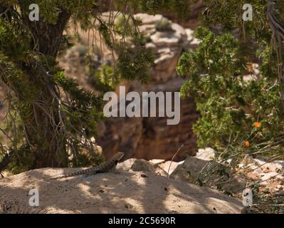 Eine kleine Eidechse sitzt auf einem Felsen im Schatten der Bäume Stockfoto