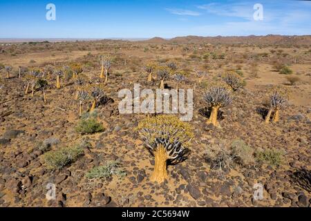 Impressionen von Quivertree Forest, Aloidendron dichotomum, Keetmanshoop, Namibia, Aloidendron dichotomum, Keetmanshoop, Namibia Stockfoto