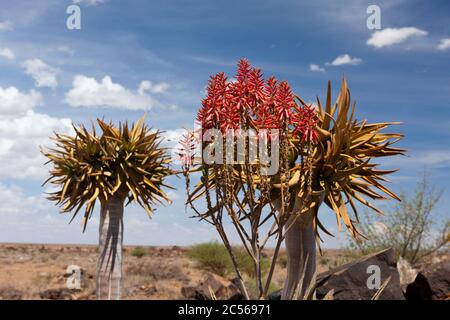 Impressionen von Quivertree Forest, Aloidendron dichotomum, Keetmanshoop, Namibia, Aloidendron dichotomum, Keetmanshoop, Namibia Stockfoto