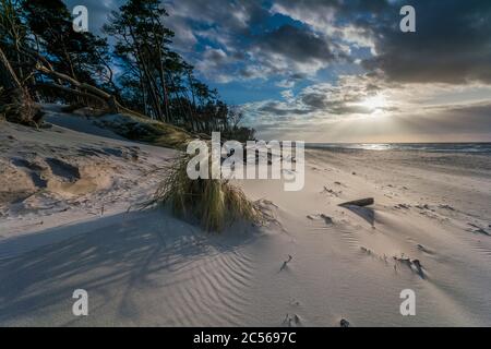 Ostseeküste mit Strandgras im Abendlicht, Winter Stockfoto