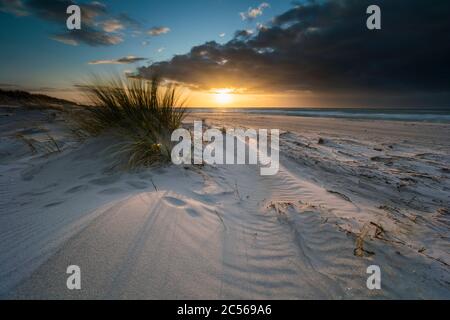 Ostseeküste mit Strandgras im Abendlicht, Winter Stockfoto