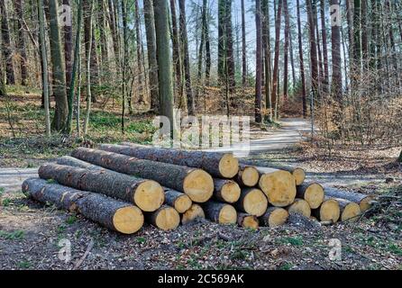Große abgehauen Bäume auf dem Boden in einem Wald Stockfoto