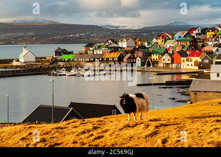 Insel Impression, Nólsoy, Färöer Inseln Stockfoto