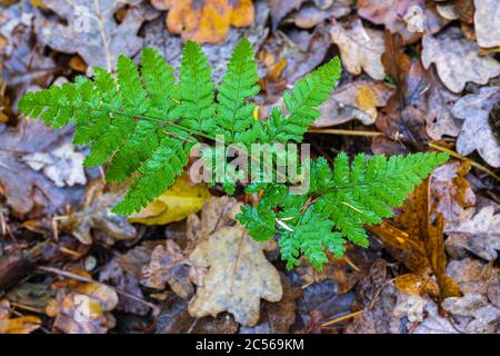 Farne im Herbst Blätter, Wald Stillleben Stockfoto