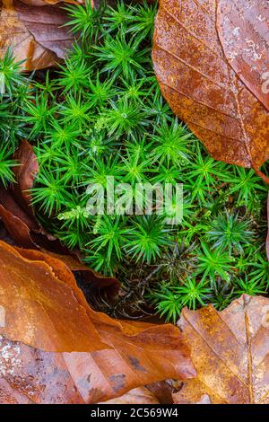 Close up of moss with autumnal leaves, forest still life, background picture Stockfoto