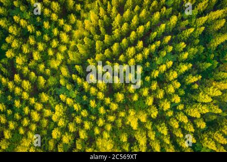 Luftaufnahme von oben auf Sommer grün und gelb Pinien im Wald in ländlichen. Stockfoto