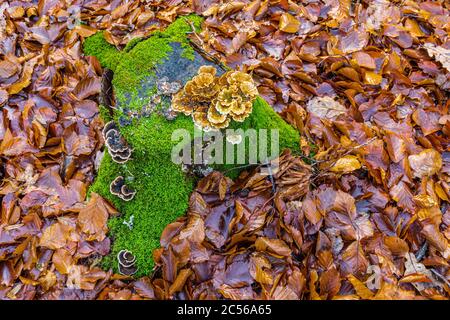 Schmetterlings-Tramete (Trametes versicolor), fruchtiger Herbstwald Stockfoto