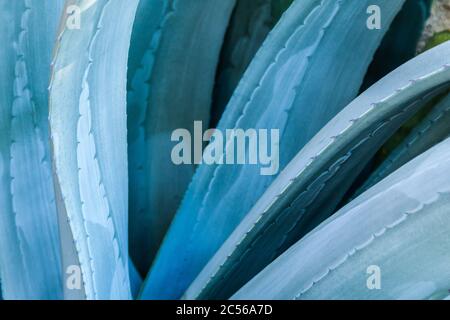 Blaue Agave Stockfoto