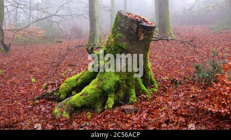 Baumstumpf im Wald, Kastel-Staadt, Rheinland-Pfalz, Deutschland Stockfoto