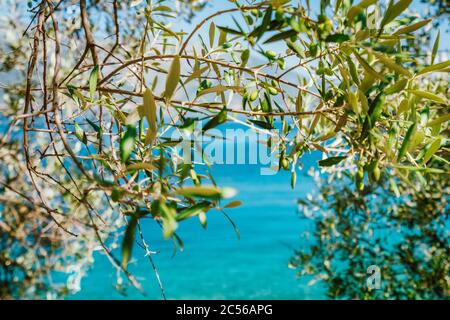 Olivenbaum verzweigt sich im Hintergrund mit blauem Meer. Stockfoto